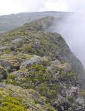 Volcanic vegetation.