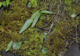 Holothrix villosa with Cynorkis fastigiata.