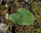 Holotrix villosa