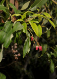 Agarista salicifolia.