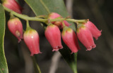 Agarista salicifolia. Close-up.