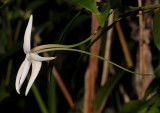 Angraecum mauritianum. Close-up side.