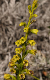 Benthamia latifolia. Closer.