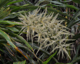 Cordyline mauritiana. Inflorescense.