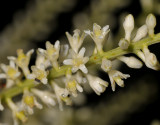 Cordyline mauritiana. Flowers close-up.
