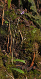 Cynorkis paradoxa.