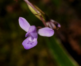 Cynorkis paradoxa. Close-up.