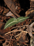 Disperis sp. Young plant.