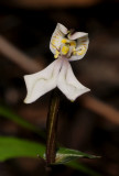 Disperis tripetaloides. Close-up.