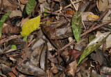 Oeceoclades monophylla. Camouflage foliage.