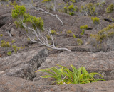 Vegetation on Piton de la Fournaise with Erica reunionensis and Cordyline mauritiana.