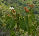 Dombeya acutangula subsp. acutangula var. acutangula.