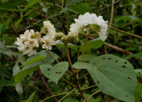 Dombeya acutangula subsp. acutangula var. acutangula. Closer.