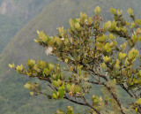 Eugenia buxifolia. White.