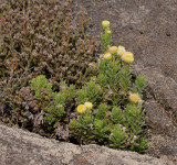 sp. Piton de la Fournaise.