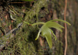 Aeranthes tenella var. borbonica. Close-up side.