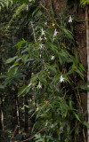 Angraecum mauritianum.