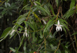 Angraecum mauritianum. Closer.