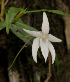 Angraecum mauritianum. Closer.