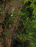 Angraecum pectinatum.