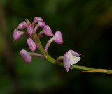 Polystachya concreta. Pink. Close-up.