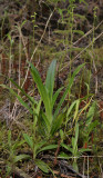 3 terrestrial species. Habenaria praealta, Cynorkis rosellata and Benthamia sp. 