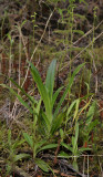 3 terrestrial species. Habenaria praealta, Cynorkis rosellata and Benthamia sp. 