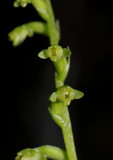 Benthamia sp. Close-up.
