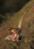 Bulbophyllum macrocarpum. Close-up.