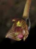 Bulbophyllum macrocarpum. Close-up.