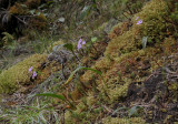 Physoceras sp. aff. boryanum. In habitat.