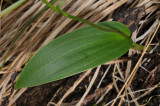 Physoceras sp. aff. boryanum. Foliage.