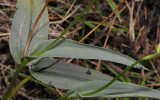 Physoceras lageniferum. Foliage.