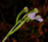 Physoceras lageniferum. Close-up side.