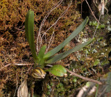 Angraecum borbonicum.