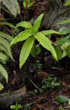 Habenaria undulata