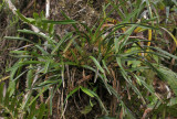 Jumellea stenophylla.