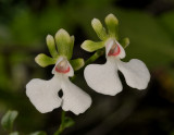 Oeonia rosea. Close-up.