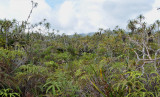 Pandanus montanus swamp.