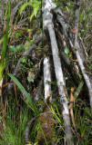 Pandanus montanus swamp. Orchids between te roots of the Pandanus.