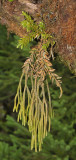 Huperzia obtusifolia