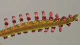 Bulbophyllum falcatum var. velutinum. Closer.