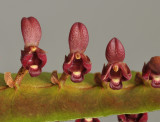 Bulbophyllum falcatum var. velutinum. Close-up.