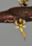 Bulbophyllum maximum. Close-up.