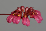 Bulbophyllum coroliferum. Close-up.