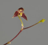 Bulbophyllum graciliscapum. Close-up.