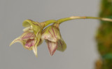 Bulbophyllum regnellii. Close-up.