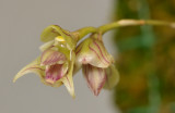 Bulbophyllum regnellii. Close-up.