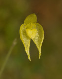 Bulbophyllum discolor. Close-up.