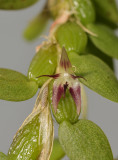 Bulbophyllum nummularioides. Close-up.